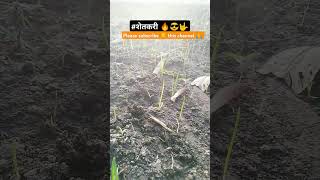 🔥khulya ranacha manacha tu raja re🔥😎🤟Royal setkari shortvideos farming  viral videos [upl. by Raines]