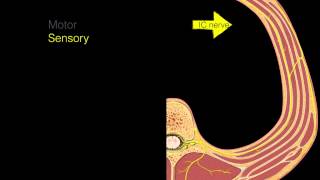 Intercostal nerves [upl. by Neibart184]