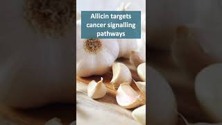 Allicin in Garlic Inhibits Cancer Cells [upl. by Valsimot]