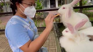 Rabit Feeding at Scientia Square Park Gading Serpong🐰🌳 rabits scientiasquarepark gadingserpong [upl. by Nhabois682]