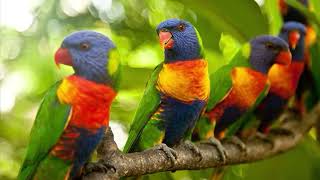 Most Colourful Birds  Rainbow Lorikeets  Swainsons Lorikeets [upl. by Ellon]