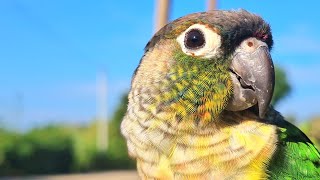 Does everyone think Im beautiful Green cheek conure yellow sided  Whats in my eye [upl. by Sunderland263]