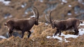 National Geographic Documentary  Alpine Ibex in Autumn [upl. by Sass157]