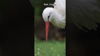 Amazing Stork Facts 5 Fascinating Things About Storks You Wont Believe  Fauna Fax Shorts [upl. by Ataeb]