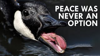 Geese Peace Was Never an Option [upl. by Gaudet]