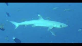 White tip reef sharks  Maldives [upl. by Akemehc6]