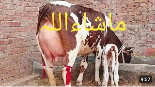 جرسی فریزن کراس گائے 🐄 پیچھے بچھڑی جرسی فریزین فار سیل رابطہ نمبر 0343326603729102024 [upl. by Crandall]