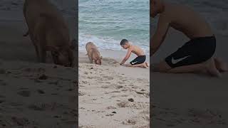 Giovanni Nickelz playing with his pittbull that recently just passed away [upl. by Golter]