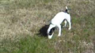 Jack Russell Terrier Chasing a Cat [upl. by Seni]