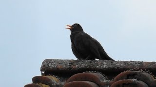 Vogelgezwitscher  Morgengruß einer Amsel  Sounds of Nature [upl. by Dahsar]