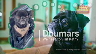 Black Pug Chief Getting Treats From Kathy Doumar at Doumars in Norfolk VA [upl. by Alemap]