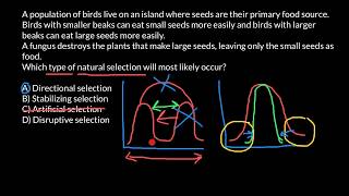 Directional Stabilizing Artificial and Disruptive Selection Explained [upl. by Ayhdiv]