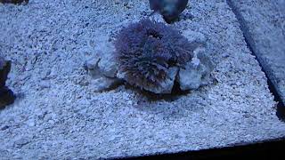 This is the fasting growing coral I have ever had [upl. by Wight]