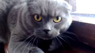 angry cat British Shorthair [upl. by Roxanna315]