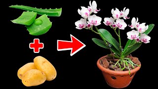 Try this method of expert orchid growers orchids will bloom more and longer [upl. by Tesler339]