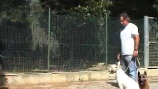 ADDESTRAMENTO CANI STORIA DEL METODO TRAINING CANE CONDUTTOREflv [upl. by Vinita948]