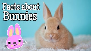 Facts about Bunnies for Kids [upl. by Ronnica]