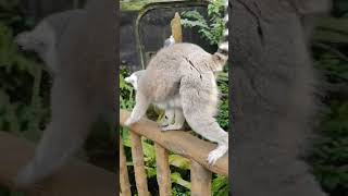 Lemur❤️ singapore funny funnyvideo funnyshorts kids fun zoo lemur animals funnymoments [upl. by Divd]