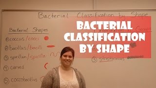 Bacteria Classification by Shape [upl. by Enilesor]