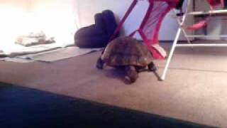 Tortoise being naughty [upl. by Milly]