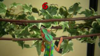 Chameleons for sale  How a panther chameleon develops its first colors [upl. by Nnylesor]