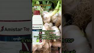 syngenta amistar top amistartop shorts shortvideo shortsfeed short roghipodhokahoslital [upl. by Gnik93]