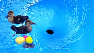 Satisfying whirlpools and ducklings Whirlpool Vortex Ducklings Whirlpool video [upl. by Ciro]