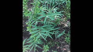 Wild Plants in the Garden Starry Solomons Seal Maianthemum stellatum [upl. by Nnairet]