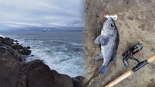 Jetty Fishing  How to Fish for Black Rockfish and Lingcod  2022 Jetty Fishing in Washington Begins [upl. by Ilowell396]