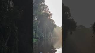 The fairy Kinabatangan river in Borneo shorts travel jungle river borneo mysterious [upl. by Jeffie]