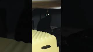 When the cat just stands there menacingly comedy cat spongebob [upl. by Akineg398]