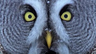 Mesmerising Owl Moments  BBC Earth [upl. by Annaitsirk740]