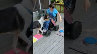 Disability Etiquette for Service Dog Trainers assistancedog servicedogteam [upl. by Ahsito]