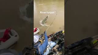 Having some fun with these river tarpon‘s [upl. by Baten325]