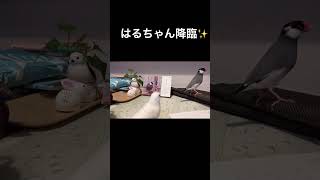 【文鳥劇場】カレンダーをめくるのが早過ぎた桜文鳥もずくん shorts 文鳥 カレンダー [upl. by Tod]