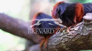 Tamarin Trek at Brevard Zoo [upl. by Immac142]