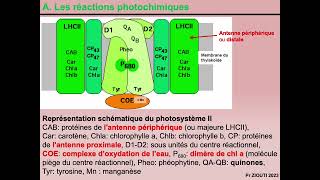 Physiologie végétale  Nutrition carbonée 5  Les différentes phases de la photosynthèse [upl. by Colver826]