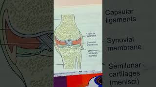 Diagram of knee joint video short [upl. by Rehprotsirhc439]