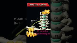 Brachial plexus [upl. by Deevan]