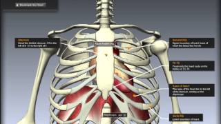 Cardiovascular System Location of the heart [upl. by Brendon861]