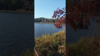 View Perched on Fallen Tree Over Water [upl. by Ettelrahc375]