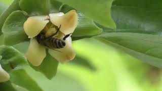 Japanese Honeybees Visit Blossoms of Kaki Persimmon [upl. by Tuck750]