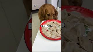 DOG LOVES DUMPLINGS pets dogs [upl. by Ennair]