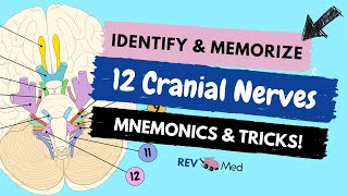 Learn the 12 Cranial Nerves with mnemonics NEW  EASY  Anatomy [upl. by Januarius]