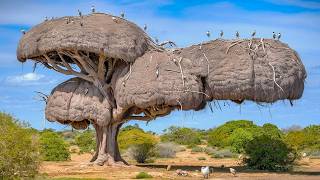 15 Most Amazing amp Largest Nests in The Animal World [upl. by Rosenkranz]