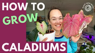 Caladiums How to grow them from bulbstubers  Plant with Roos [upl. by Joshua337]