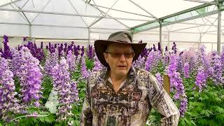 The Story of Dowdeswells Delphiniums Terry and Katrina [upl. by Helfand]