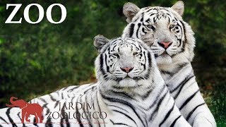 Lisbon Zoo  Portugal HD [upl. by Juni192]