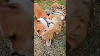 Dog vs tiger 🐅🐕 dog bulldog puppy tiger pets shortfeed cutebaby shorts viralshort [upl. by Remot491]