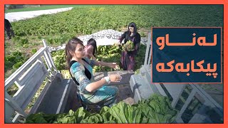 دیناو ته‌ماراو سارا به‌ پیكاب كاهوو ده‌گوازنه‌وه‌ [upl. by Ursel]